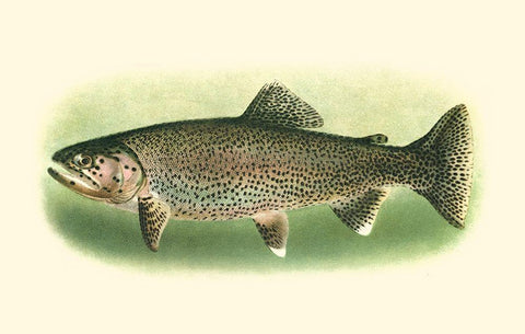 River Trout I Black Ornate Wood Framed Art Print with Double Matting by Unknown