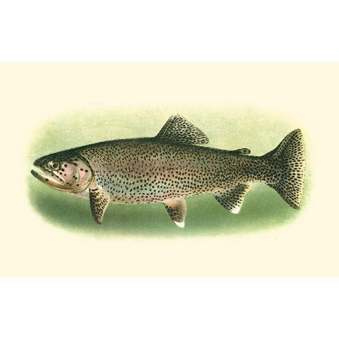 River Trout I Black Modern Wood Framed Art Print by Unknown