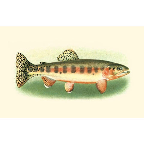 River Trout II Black Modern Wood Framed Art Print with Double Matting by Unknown