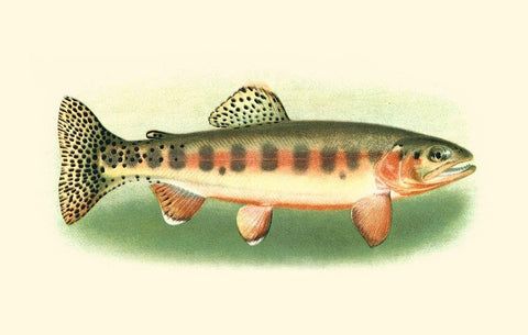 River Trout II White Modern Wood Framed Art Print with Double Matting by Unknown