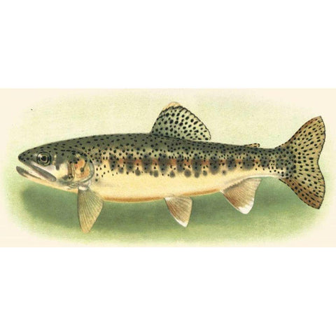 River Trout III White Modern Wood Framed Art Print by unknown