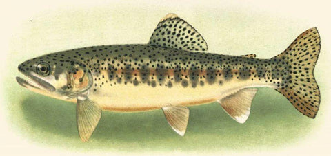 River Trout III White Modern Wood Framed Art Print with Double Matting by unknown