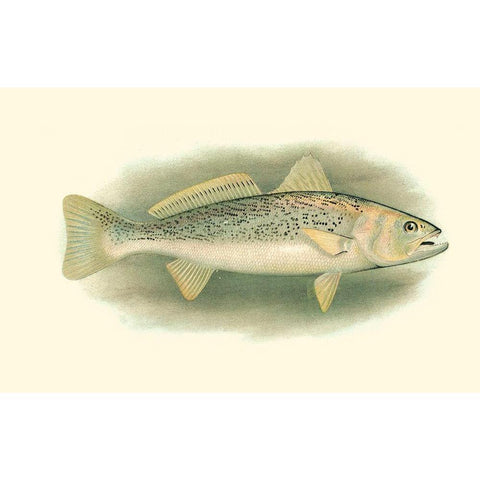 River Trout IV Black Modern Wood Framed Art Print by Unknown