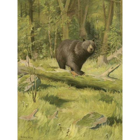 Black Bear Gold Ornate Wood Framed Art Print with Double Matting by Kemp, Oliver