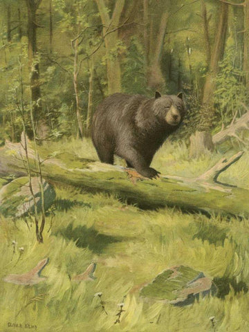 Black Bear White Modern Wood Framed Art Print with Double Matting by Kemp, Oliver