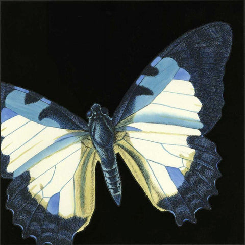 Small Dramatic Butterflies I White Modern Wood Framed Art Print with Double Matting by Vision Studio