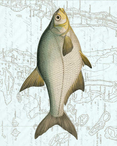 Freshwater I White Modern Wood Framed Art Print with Double Matting by Vision Studio