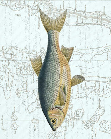 Freshwater II White Modern Wood Framed Art Print with Double Matting by Vision Studio