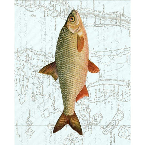 Freshwater III Black Modern Wood Framed Art Print by Vision Studio