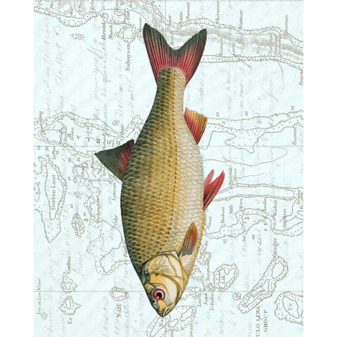 Freshwater IV White Modern Wood Framed Art Print by Vision Studio