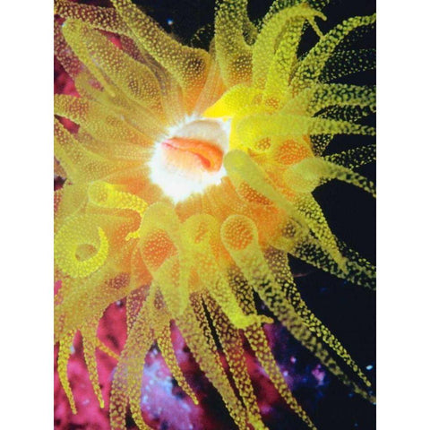 Graphic Sea Anemone II Black Modern Wood Framed Art Print with Double Matting by Vision Studio