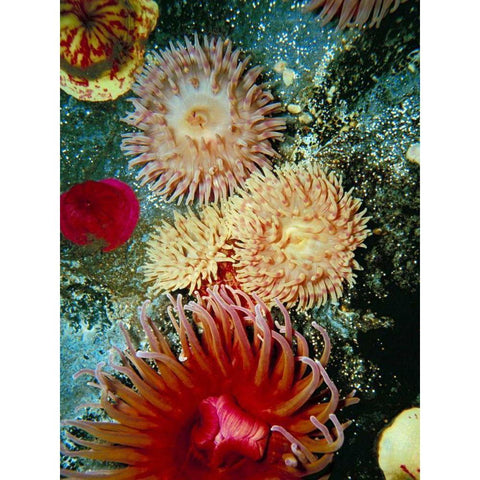 Graphic Sea Anemone III Gold Ornate Wood Framed Art Print with Double Matting by Vision Studio