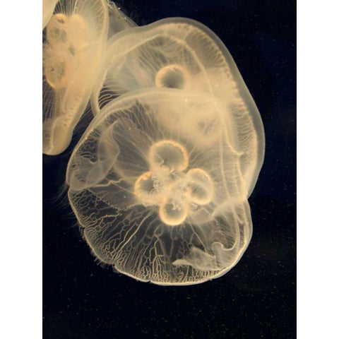 Graphic Jellyfish II Black Modern Wood Framed Art Print with Double Matting by Vision Studio