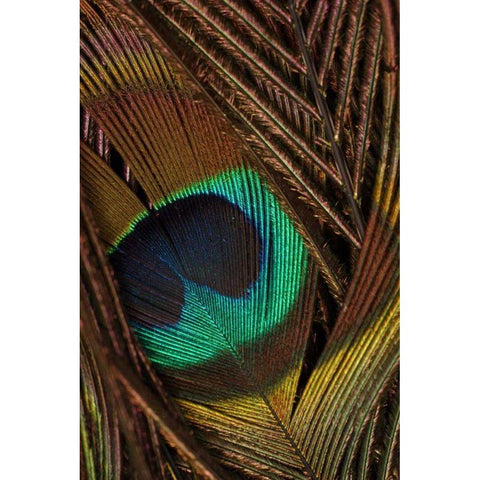 Peacock Feathers II Gold Ornate Wood Framed Art Print with Double Matting by Vision Studio