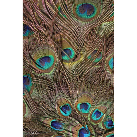 Peacock Feathers III Black Modern Wood Framed Art Print with Double Matting by Vision Studio