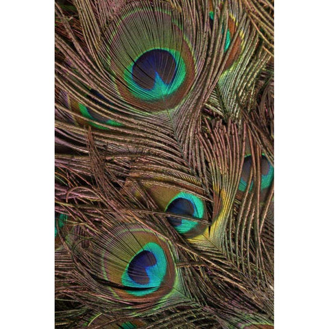 Peacock Feathers IV Gold Ornate Wood Framed Art Print with Double Matting by Vision Studio