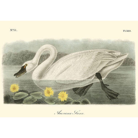 American Swan Gold Ornate Wood Framed Art Print with Double Matting by Audubon, John James