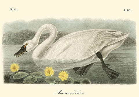 American Swan White Modern Wood Framed Art Print with Double Matting by Audubon, John James