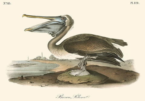 Brown Pelican Black Ornate Wood Framed Art Print with Double Matting by Audubon, John James