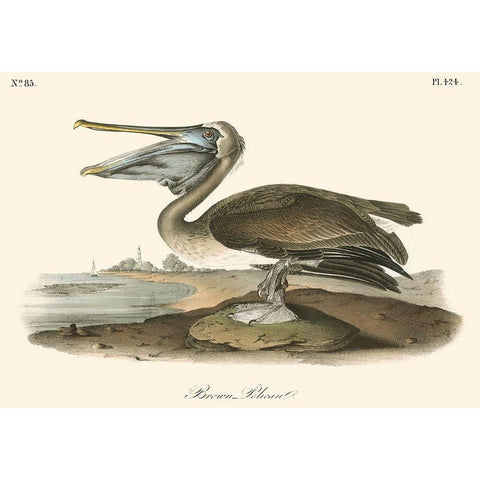 Brown Pelican Gold Ornate Wood Framed Art Print with Double Matting by Audubon, John James