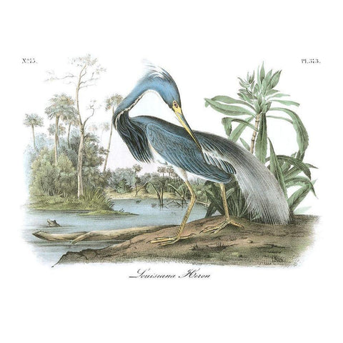 Louisiana Heron White Modern Wood Framed Art Print by Audubon, John James