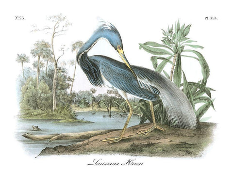 Louisiana Heron Black Ornate Wood Framed Art Print with Double Matting by Audubon, John James