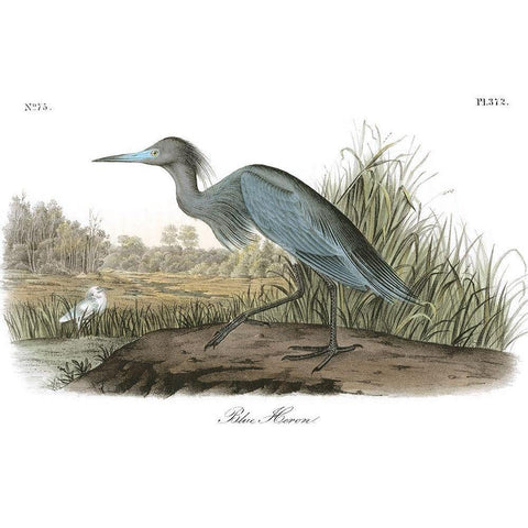 Blue Heron Gold Ornate Wood Framed Art Print with Double Matting by Audubon, John James