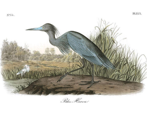 Blue Heron White Modern Wood Framed Art Print with Double Matting by Audubon, John James