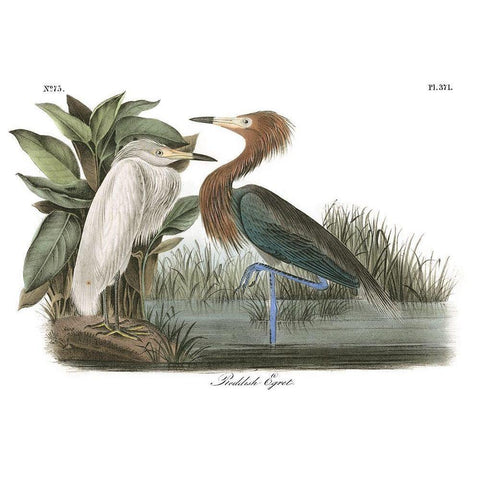 Reddish Egret Black Modern Wood Framed Art Print with Double Matting by Audubon, John James