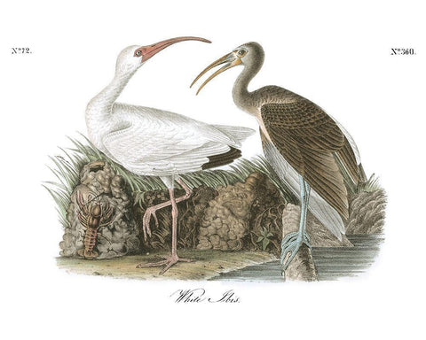 White Ibis Black Ornate Wood Framed Art Print with Double Matting by Audubon, John James