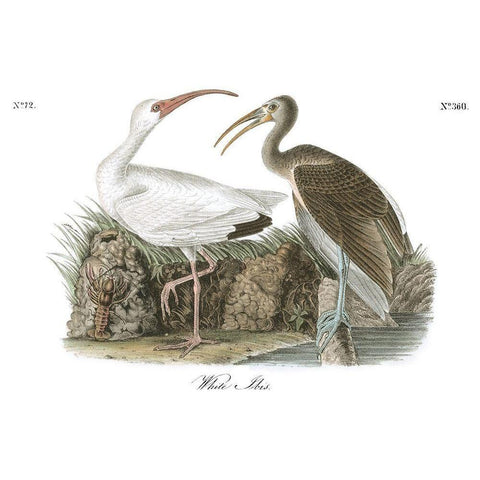 White Ibis White Modern Wood Framed Art Print by Audubon, John James