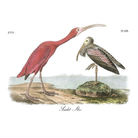 Scarlet Ibis Gold Ornate Wood Framed Art Print with Double Matting by Audubon, John James