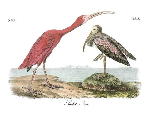 Scarlet Ibis Black Ornate Wood Framed Art Print with Double Matting by Audubon, John James