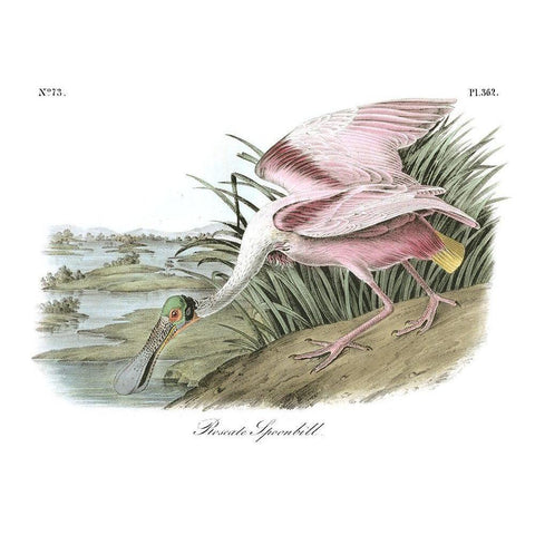 Roseate Spoonbill White Modern Wood Framed Art Print by Audubon, John James