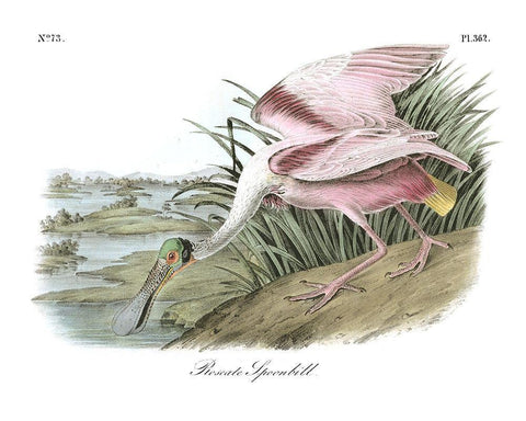 Roseate Spoonbill White Modern Wood Framed Art Print with Double Matting by Audubon, John James