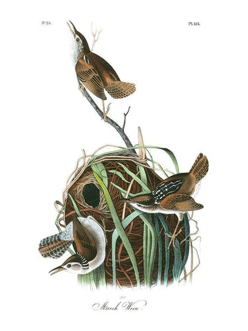 Marsh Wren Black Ornate Wood Framed Art Print with Double Matting by Audubon, John James