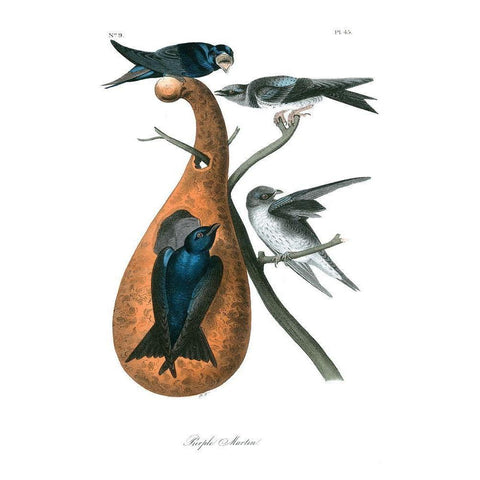 Purple Martin White Modern Wood Framed Art Print by Audubon, John James