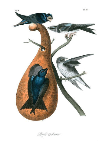 Purple Martin Black Ornate Wood Framed Art Print with Double Matting by Audubon, John James