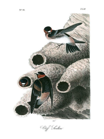 Cliff Swallow White Modern Wood Framed Art Print with Double Matting by Audubon, John James