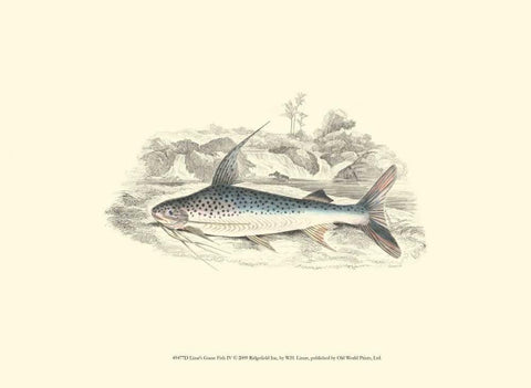 Lizars Game Fish IV White Modern Wood Framed Art Print with Double Matting by Lizars, W.H.