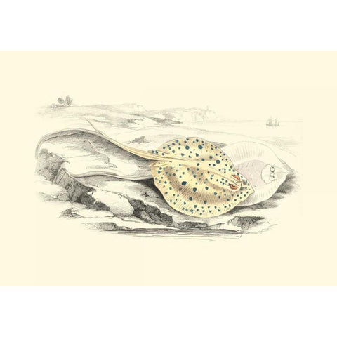 Lizars Stingray I Gold Ornate Wood Framed Art Print with Double Matting by Lizars, W.H.