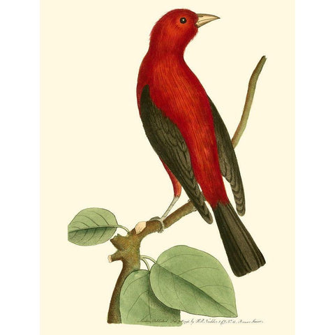 Crimson Birds III White Modern Wood Framed Art Print by Nodder, Frederick P.