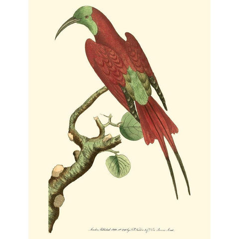 Crimson Birds IV White Modern Wood Framed Art Print by Nodder, Frederick P.