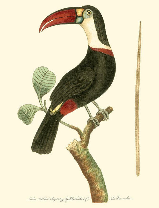 Image Only
