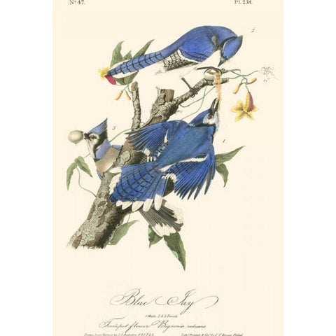 Audubon Blue Jays Gold Ornate Wood Framed Art Print with Double Matting by Audubon, John James