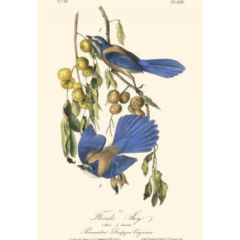 Audubon Florida Jays Gold Ornate Wood Framed Art Print with Double Matting by Audubon, John James