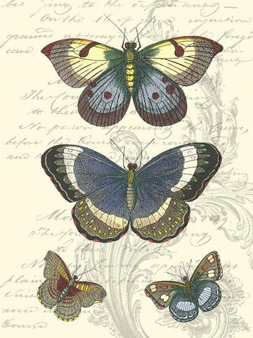 Butterfly Delight I Black Ornate Wood Framed Art Print with Double Matting by Vision Studio