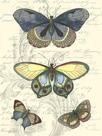 Butterfly Delight II Black Ornate Wood Framed Art Print with Double Matting by Vision Studio