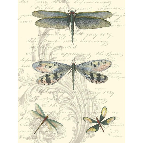 Dragonfly Delight II Black Modern Wood Framed Art Print with Double Matting by Vision Studio