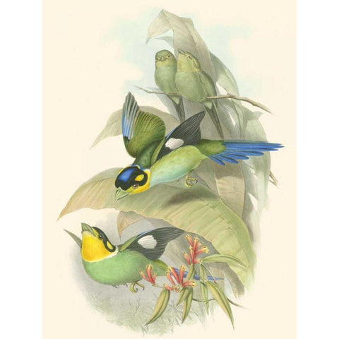 Small Birds of Tropics I Gold Ornate Wood Framed Art Print with Double Matting by Gould, John